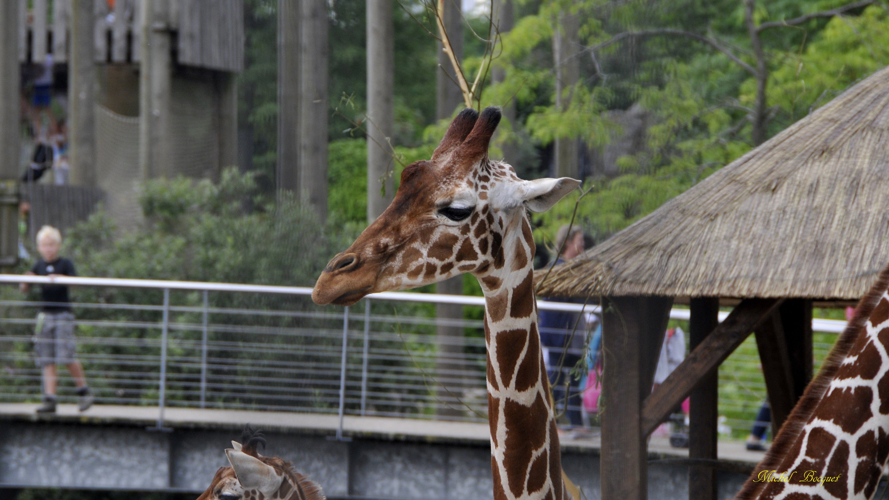 Fonds d'cran Animaux Girafes Girafe du zoo d'Amsterdam