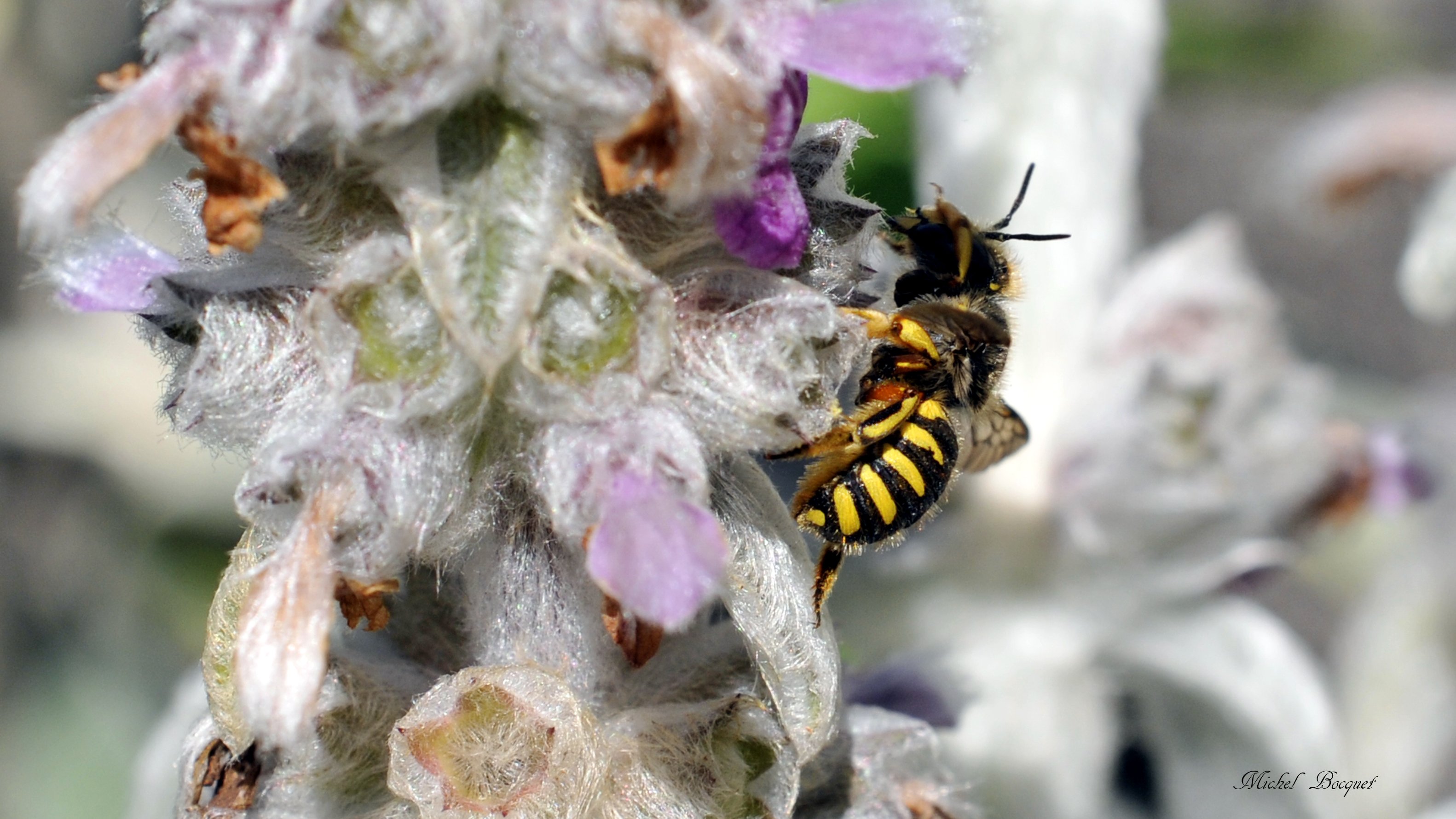 Fonds d'cran Animaux Insectes - Abeilles Gupes ... Une guêpe.