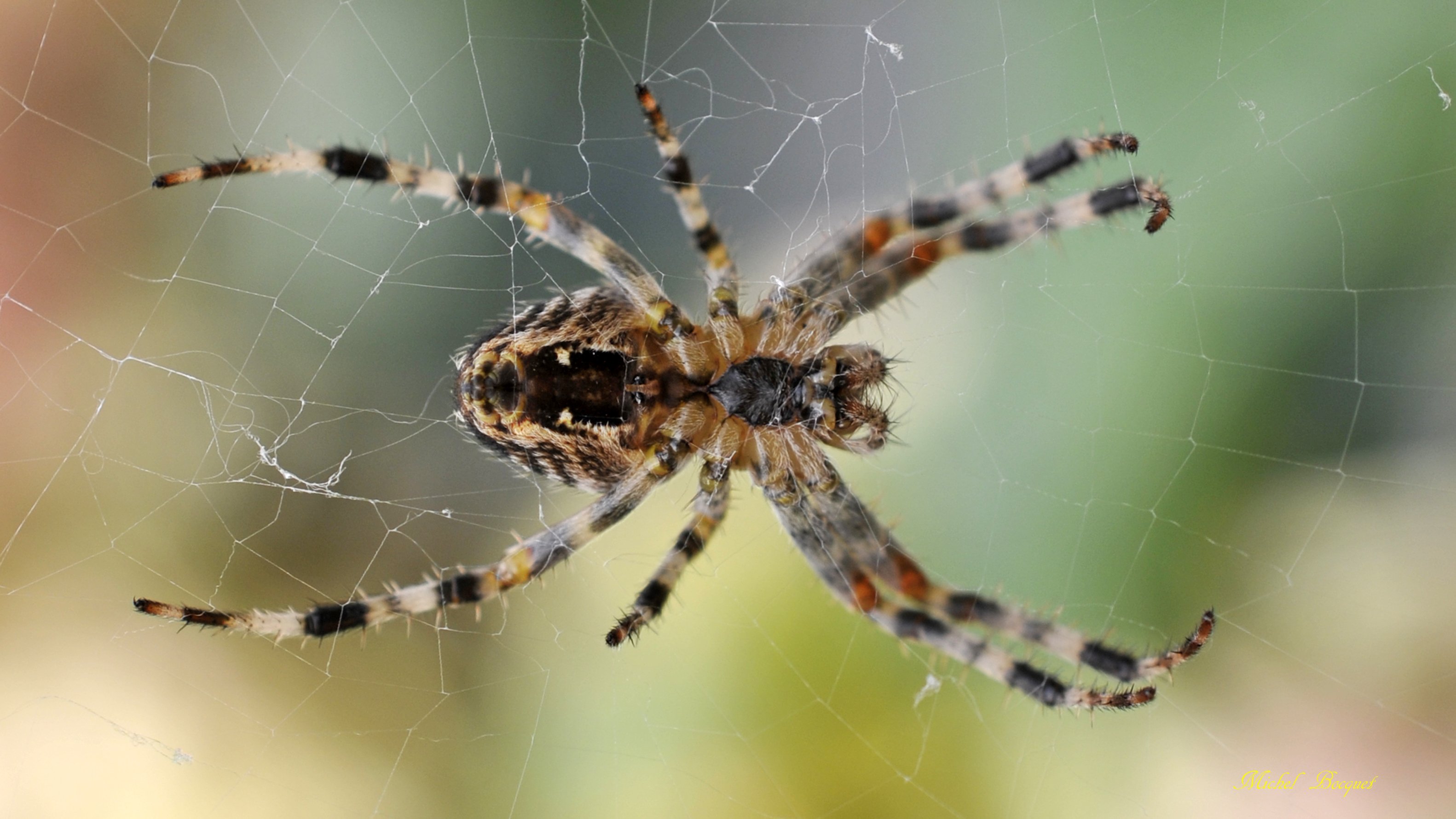 Wallpapers Animals Spiders Araignée de mon jardin