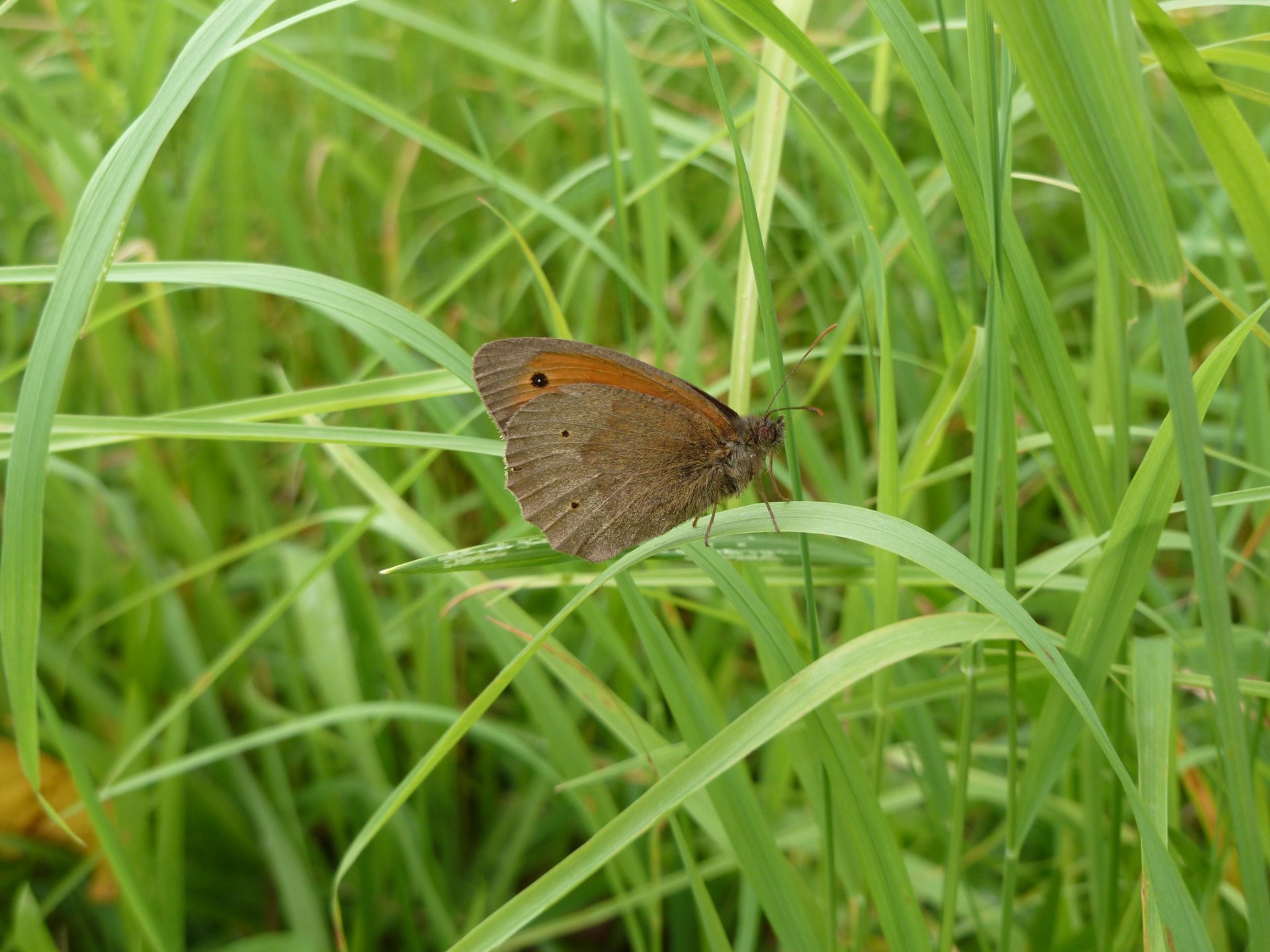 Wallpapers Animals Insects - Butterflies Myrtil