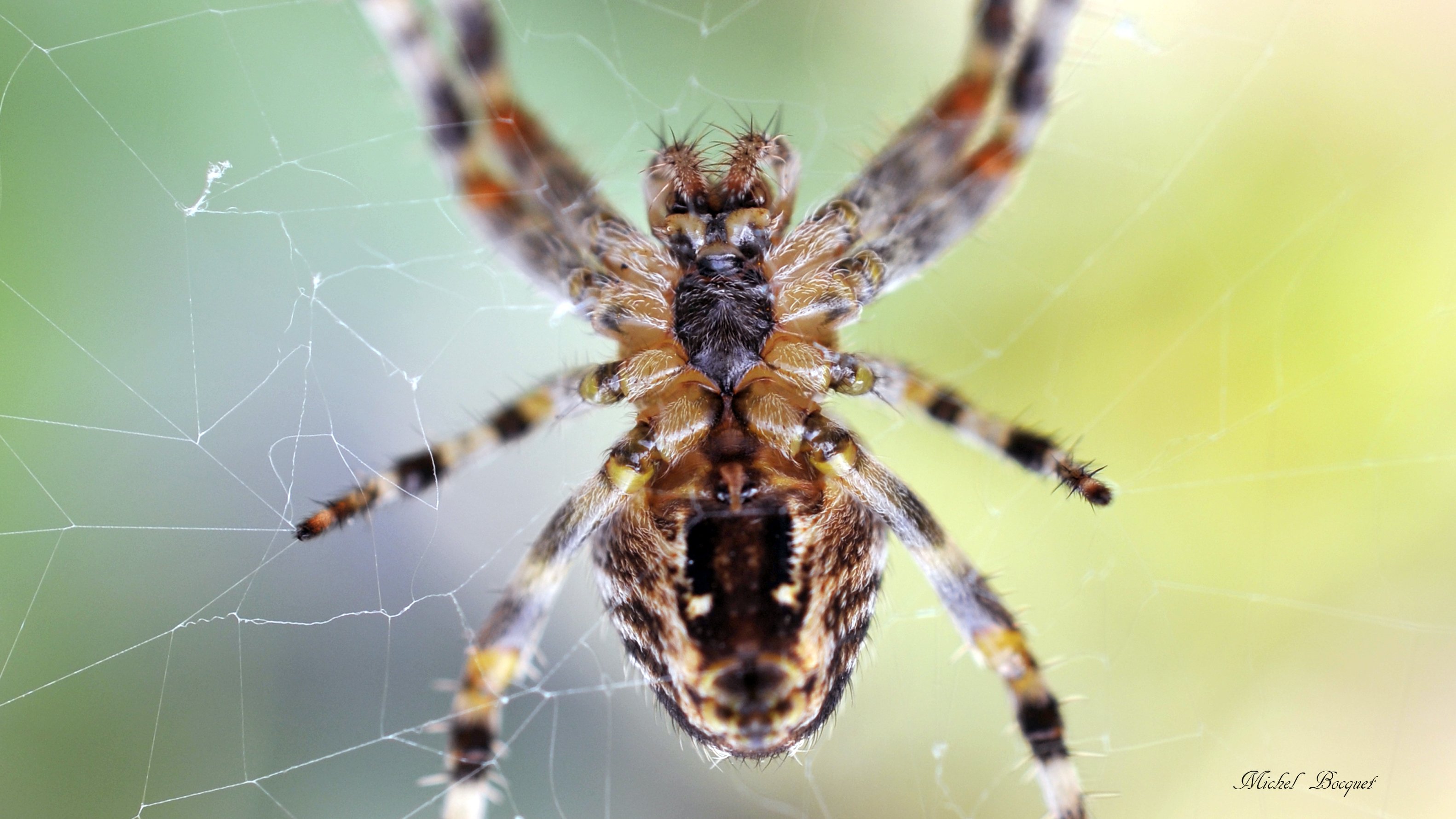 Wallpapers Animals Spiders Gros plan sur une araigne