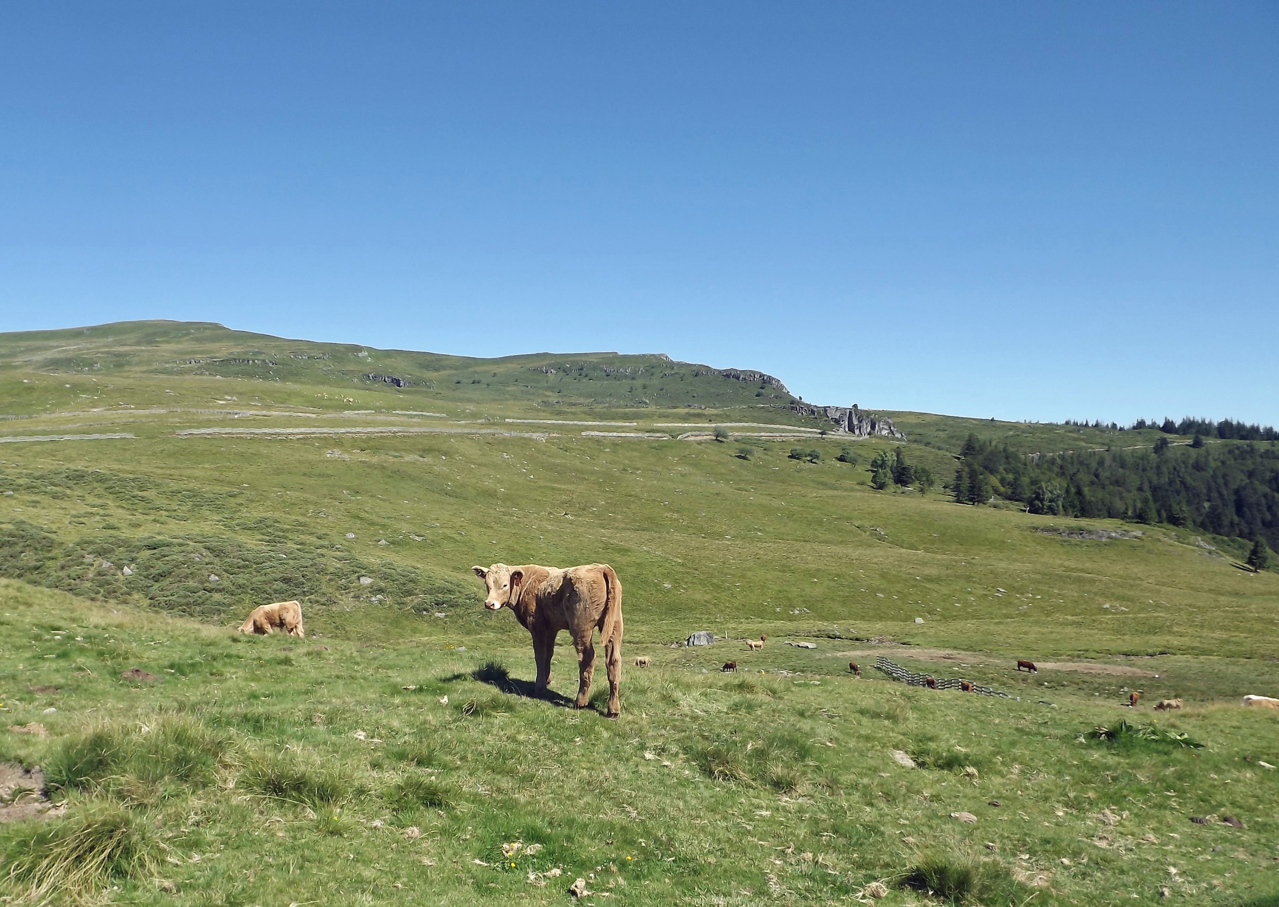 Fonds d'cran Animaux Vaches - Taureaux - Boeufs les estives