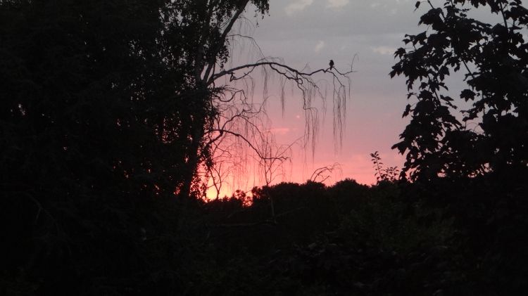 Fonds d'cran Nature Arbres - Forts Lever de Soleil et de l'Oiseau