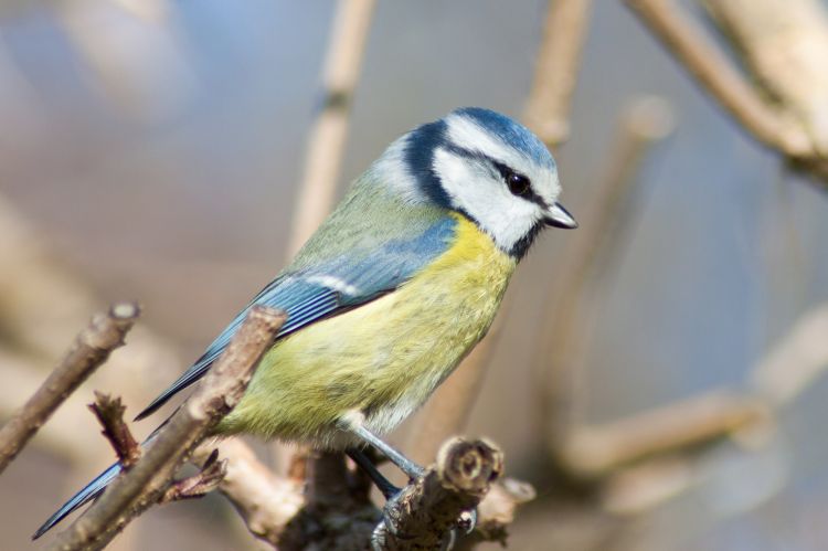 Wallpapers Animals Birds - Chickadees mesange bleue