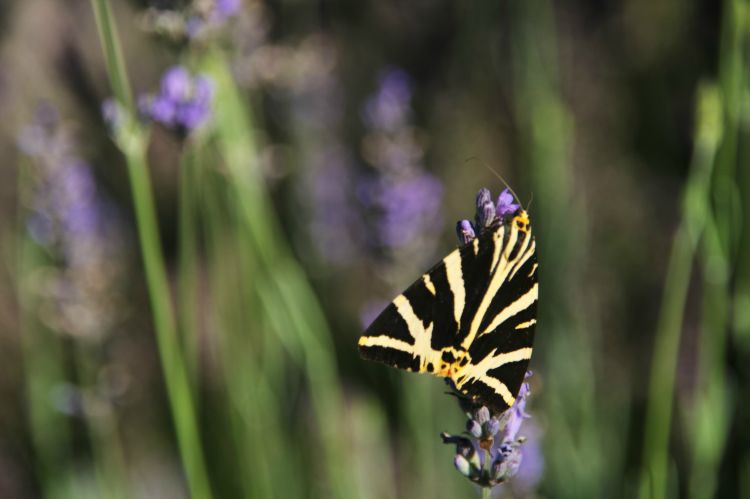 Fonds d'cran Animaux Insectes - Papillons papillon 