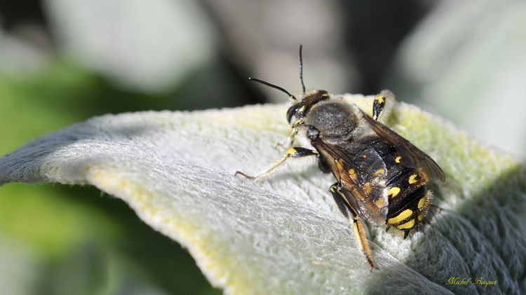 Fonds d'cran Animaux Insectes - Abeilles Gupes ... Une abeille sur une feuille