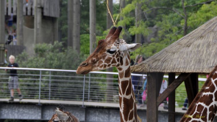 Fonds d'cran Animaux Girafes Girafe du zoo d'Amsterdam