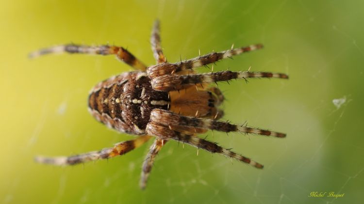 Fonds d'cran Animaux Araignes Araignée de mon jardin