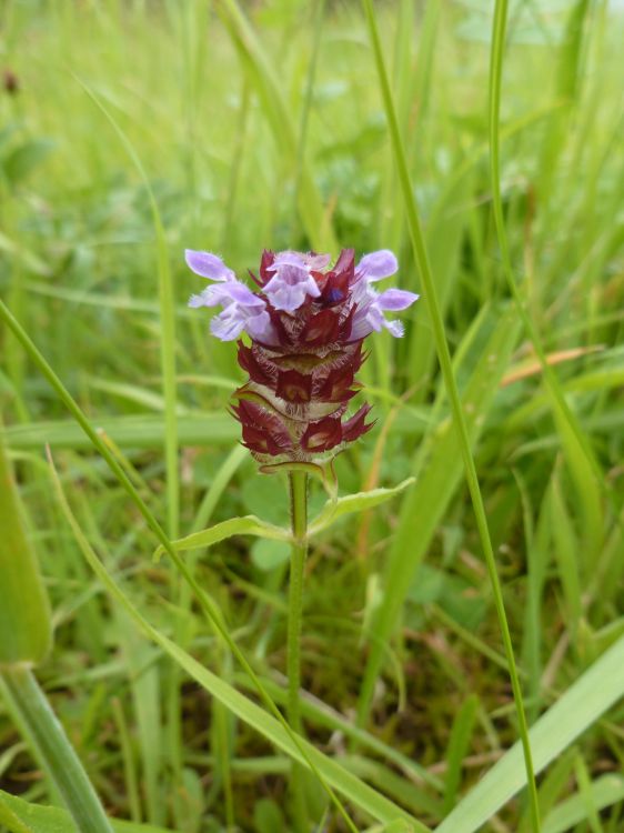 Fonds d'cran Nature Fleurs Fleur sauvage