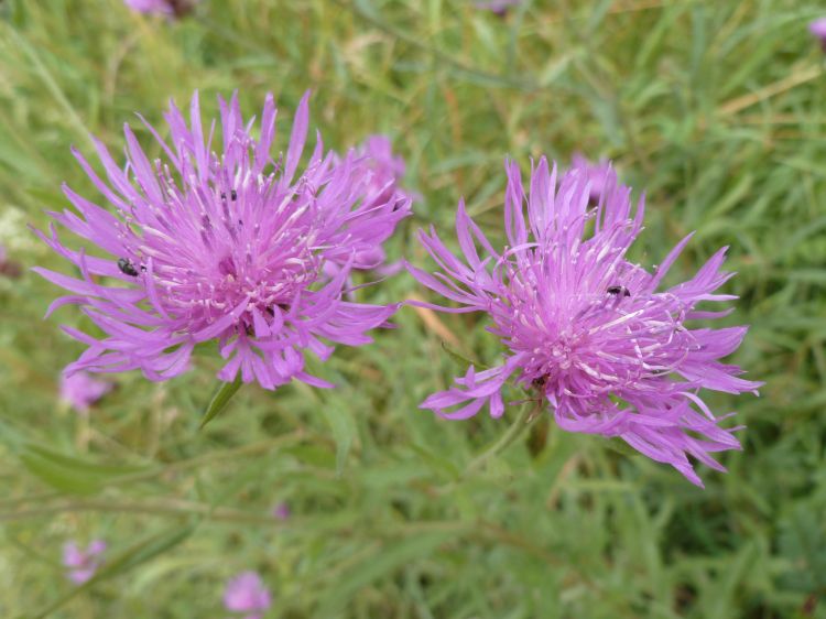 Fonds d'cran Nature Fleurs Bleuet