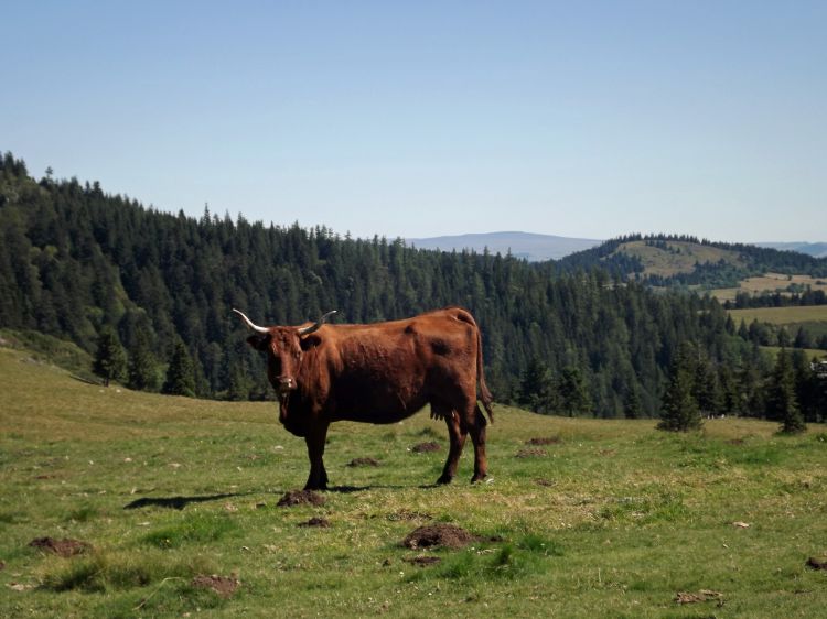 Wallpapers Animals Cows - Bulls - Beef les estives