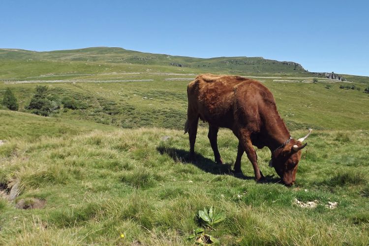 Fonds d'cran Animaux Vaches - Taureaux - Boeufs les estives