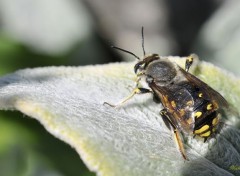  Animaux Une abeille sur une feuille