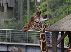  Animaux Girafe du zoo d'Amsterdam