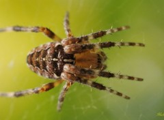  Animaux Araignée de mon jardin