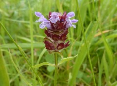  Nature Fleur sauvage