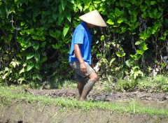  Voyages : Asie pics of bali