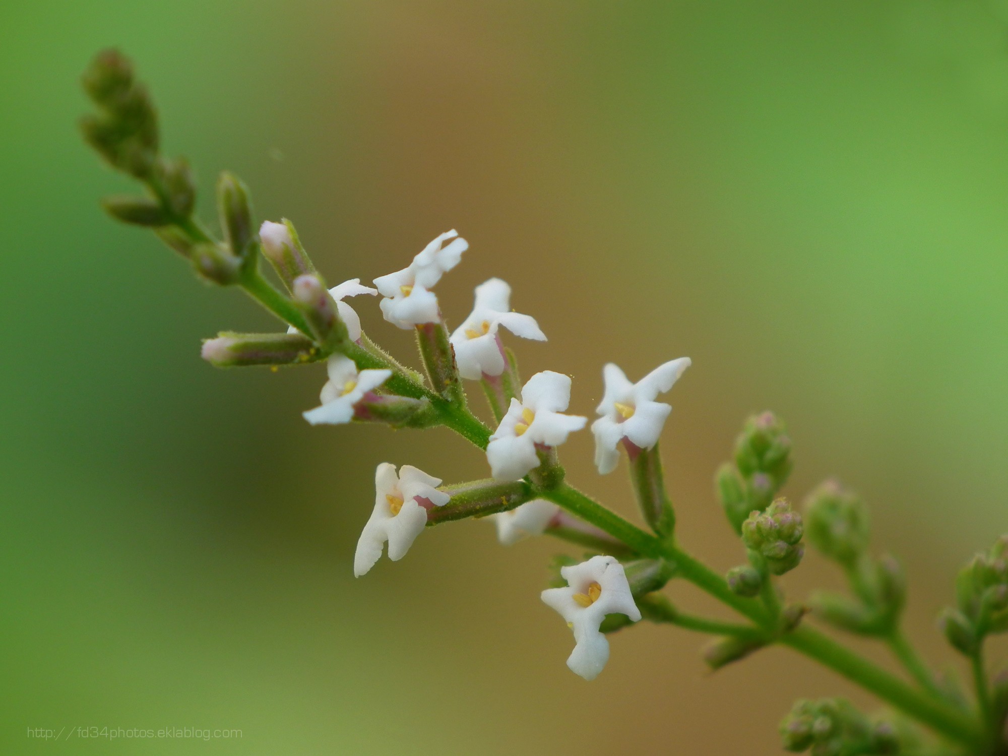 Fonds d'cran Nature Fleurs Verveine en fleur