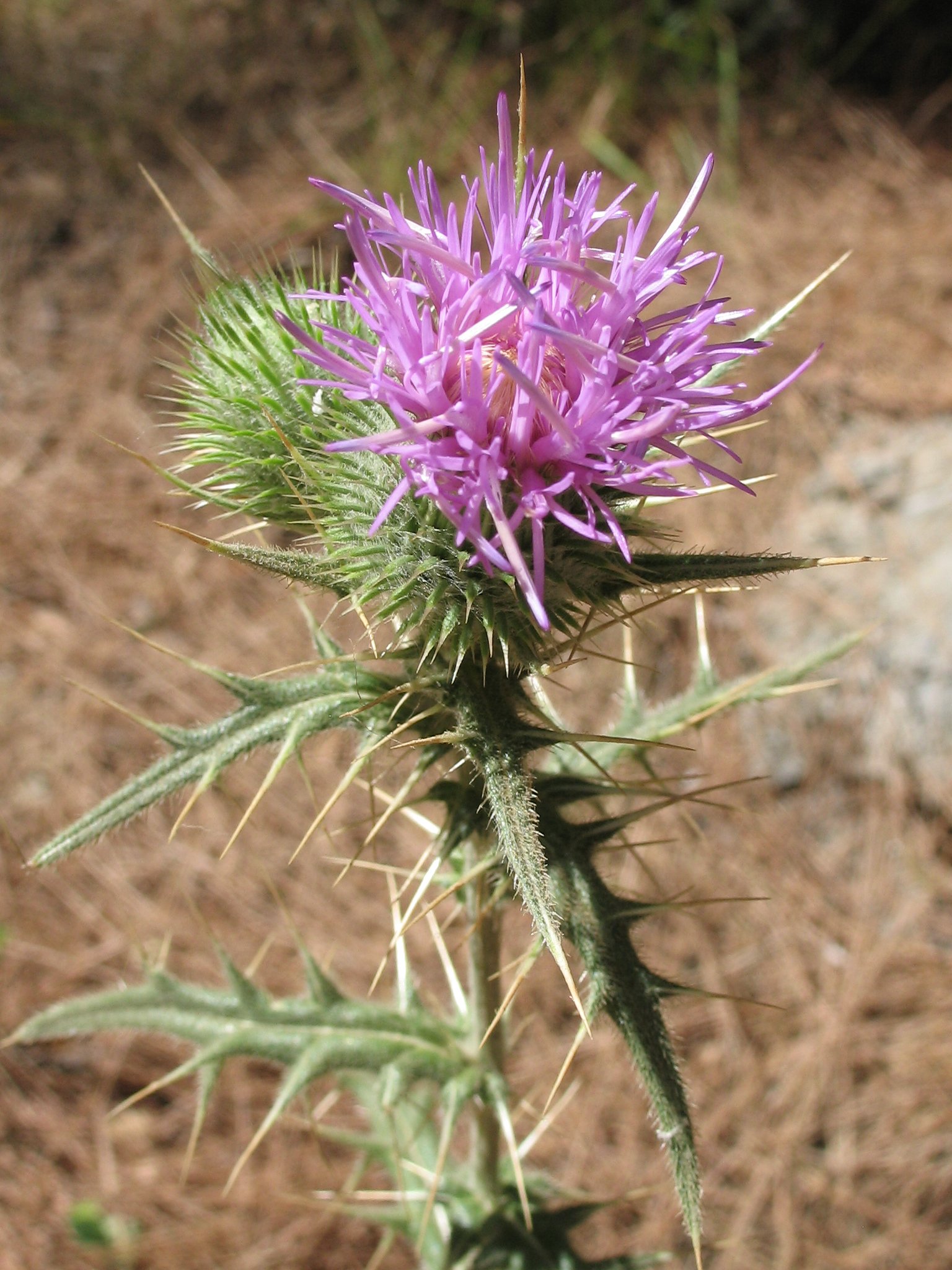 Fonds d'cran Nature Fleurs Samos, Greece