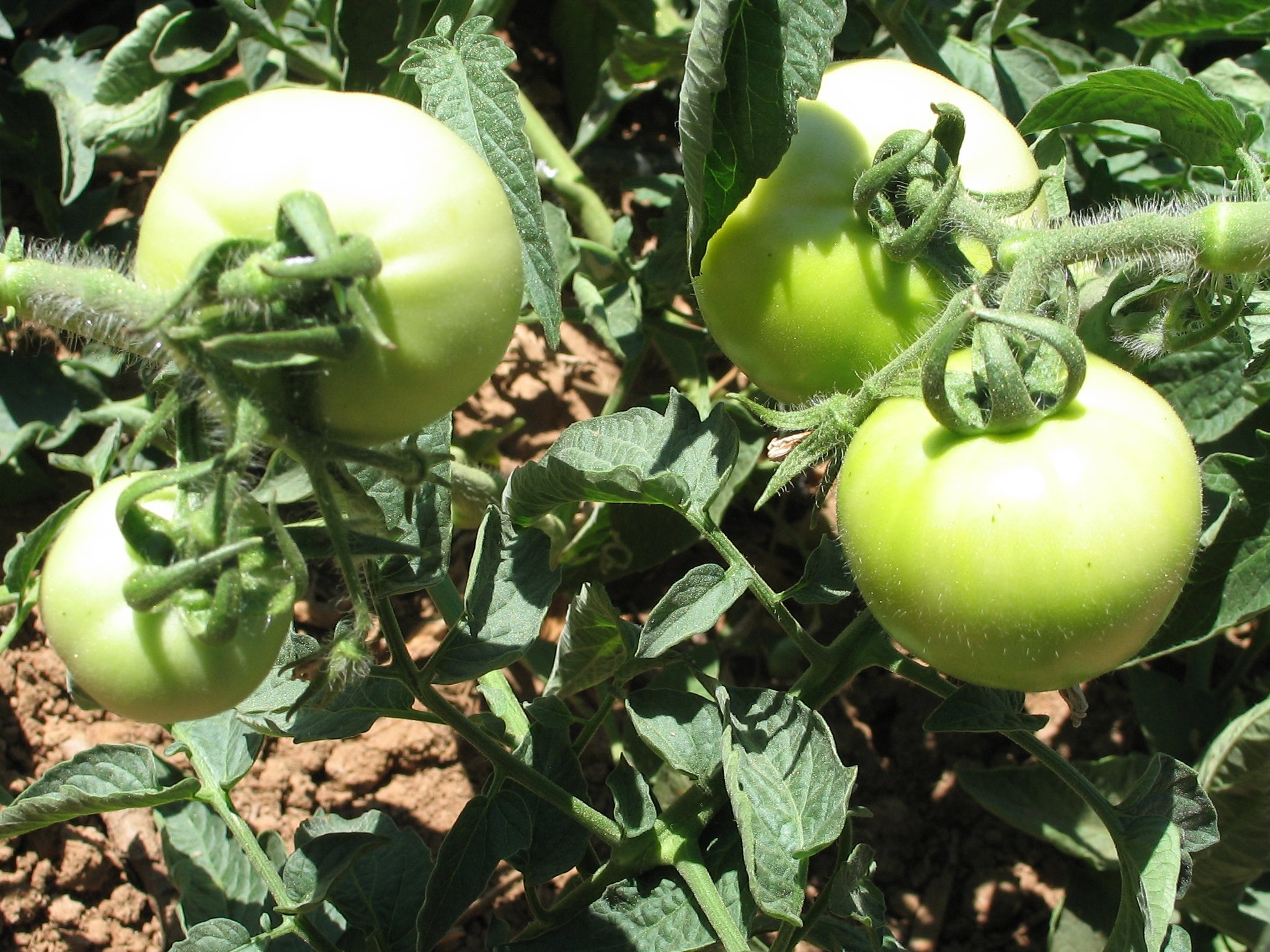 Wallpapers Nature Fruits Samos, Greece