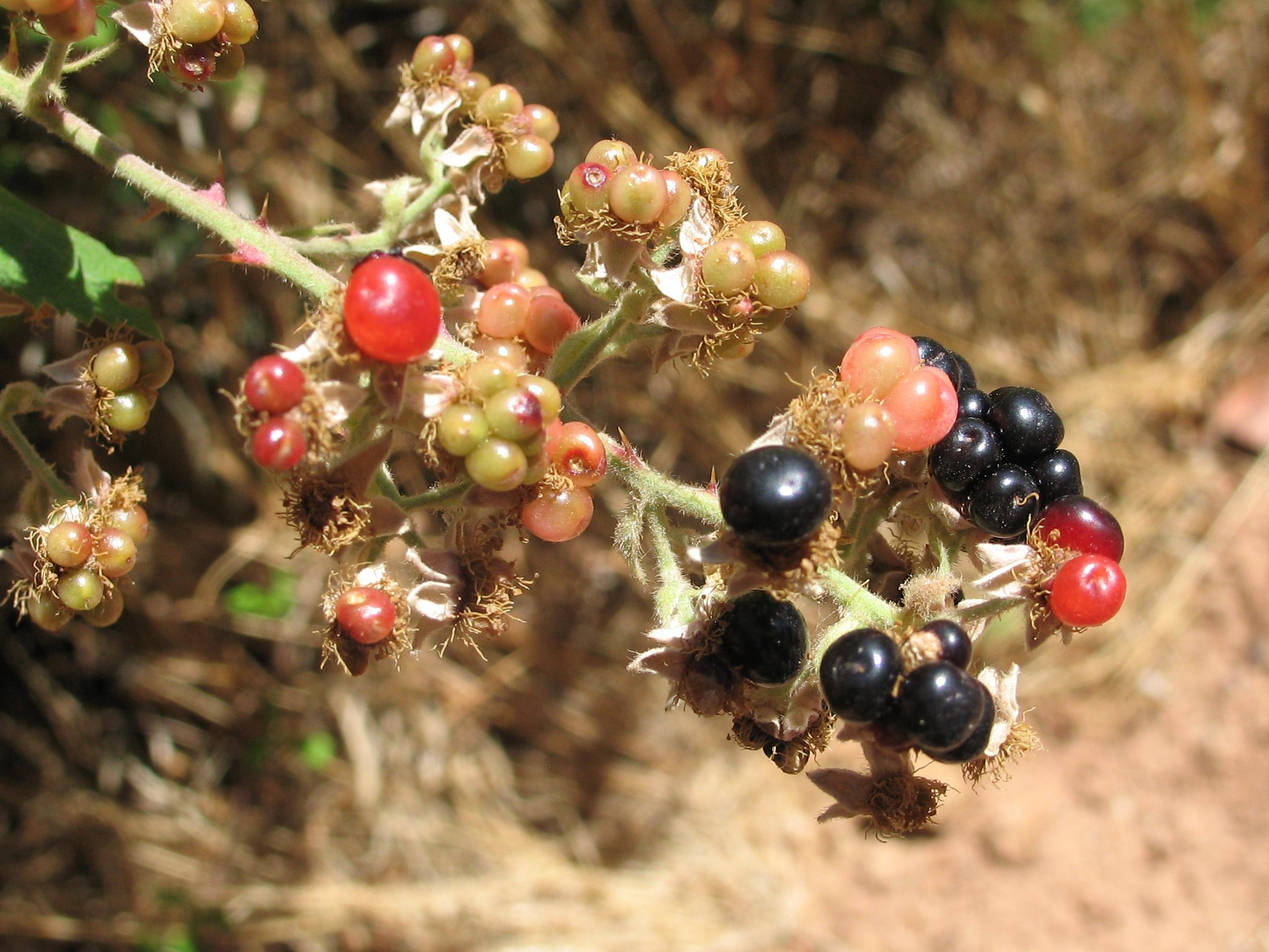 Fonds d'cran Nature Fruits Samos, Greece