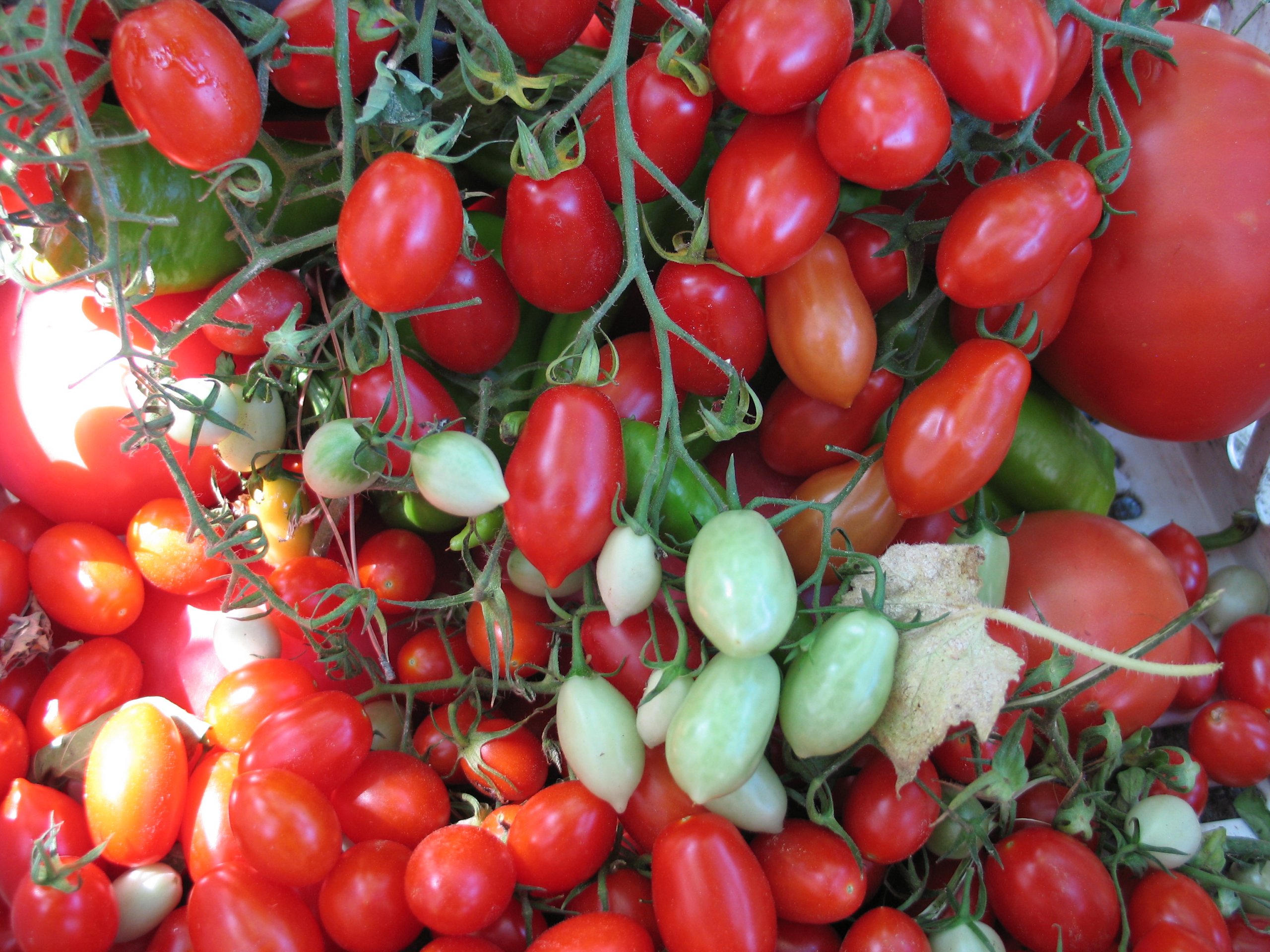 Fonds d'cran Nature Fruits Samos, Greece