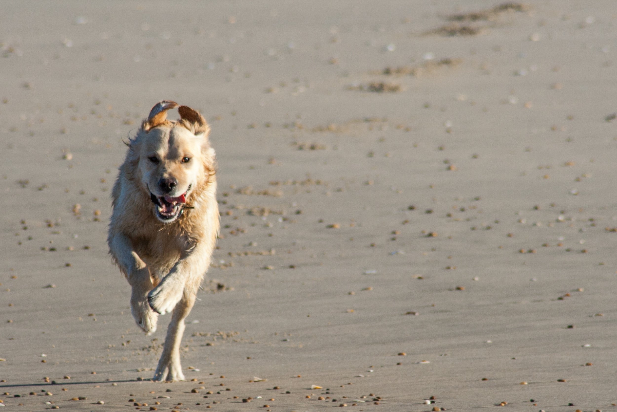 Wallpapers Animals Dogs boheme sur la plage