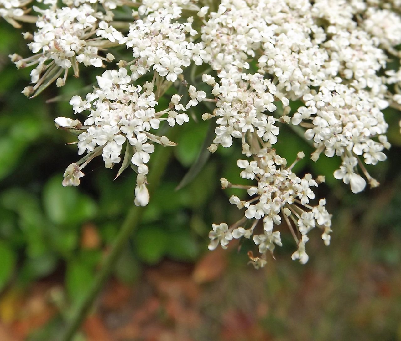 Wallpapers Nature Flowers fleurs du jardin