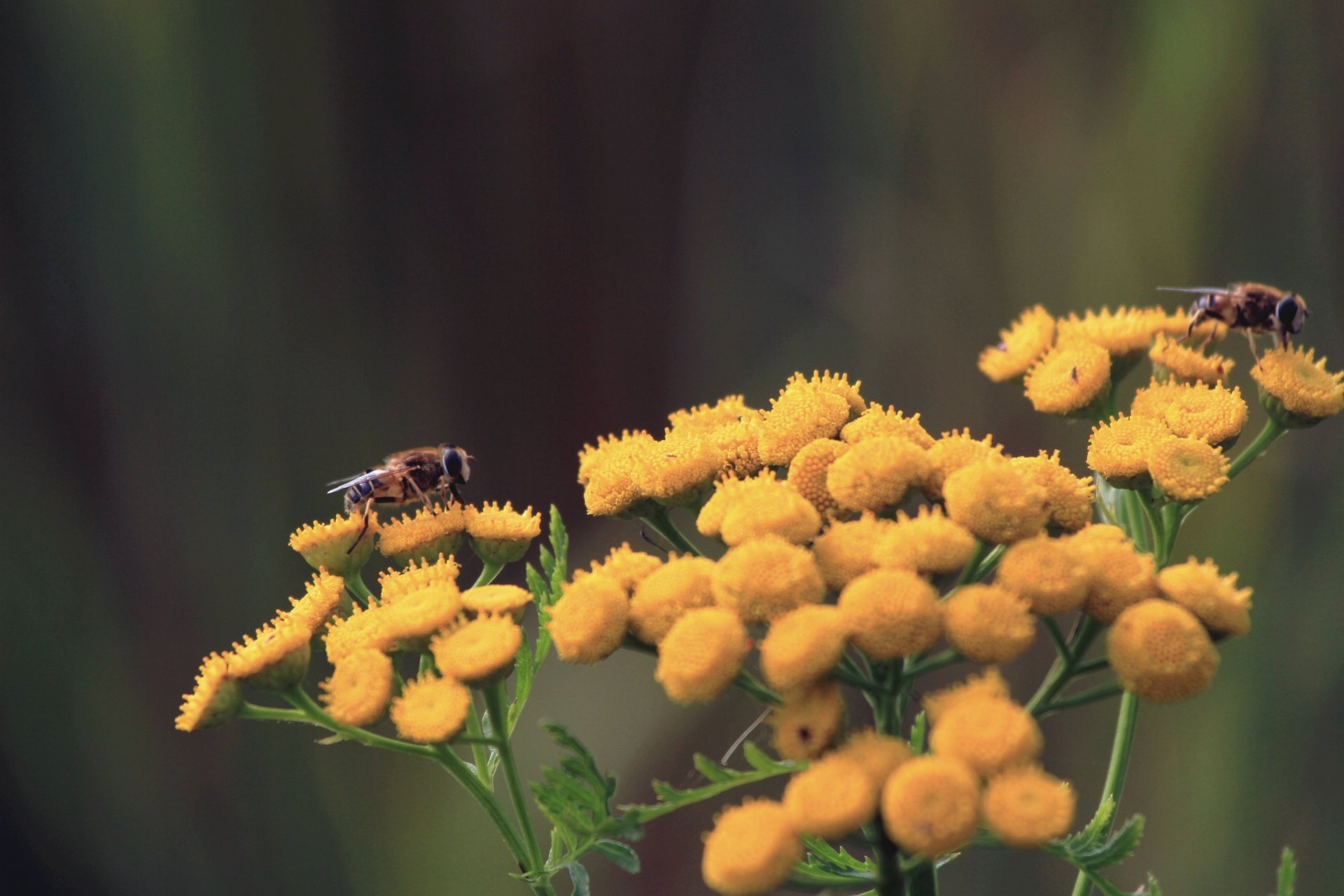 Wallpapers Nature Flowers 