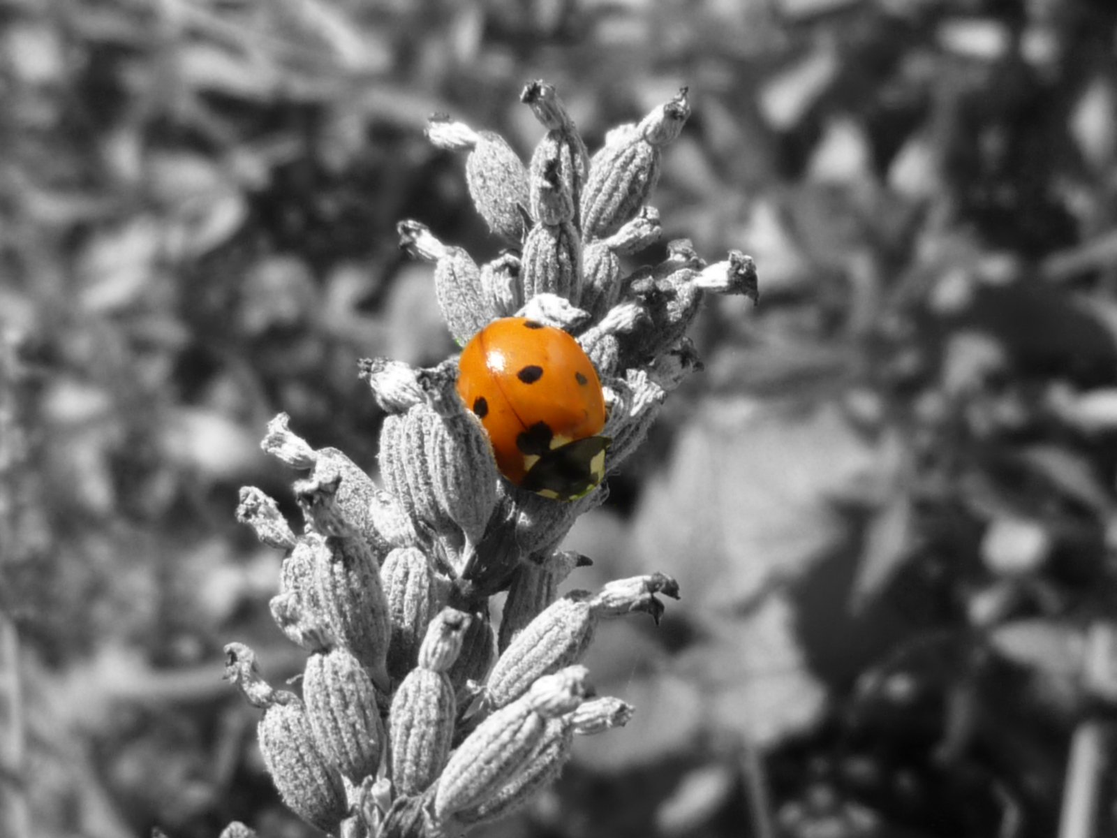 Fonds d'cran Animaux Insectes - Coccinelles 