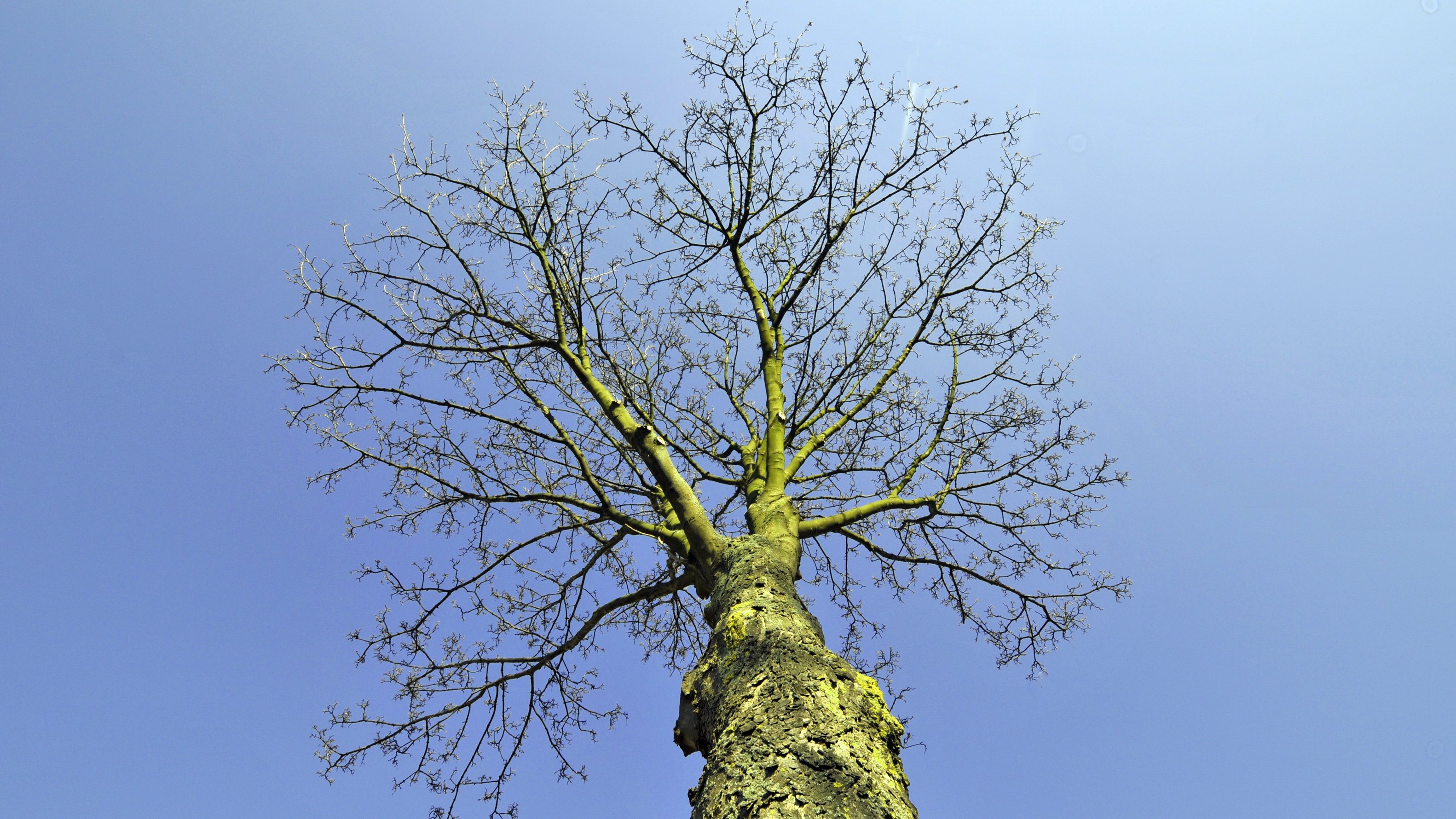 Fonds d'cran Nature Arbres - Forts Arbre solitaire