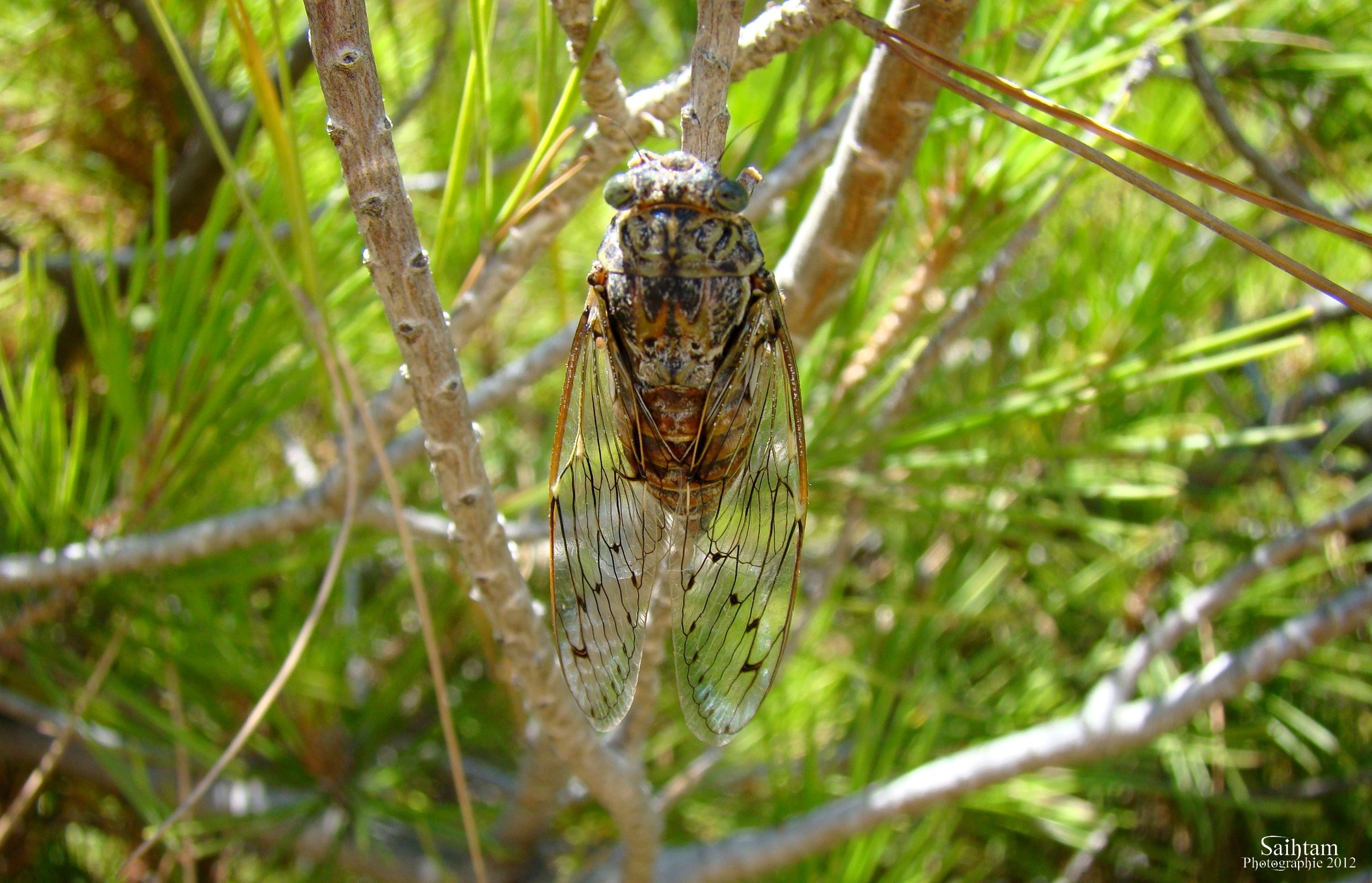 Fonds d'cran Animaux Insectes - Cigales Cicada Orni 