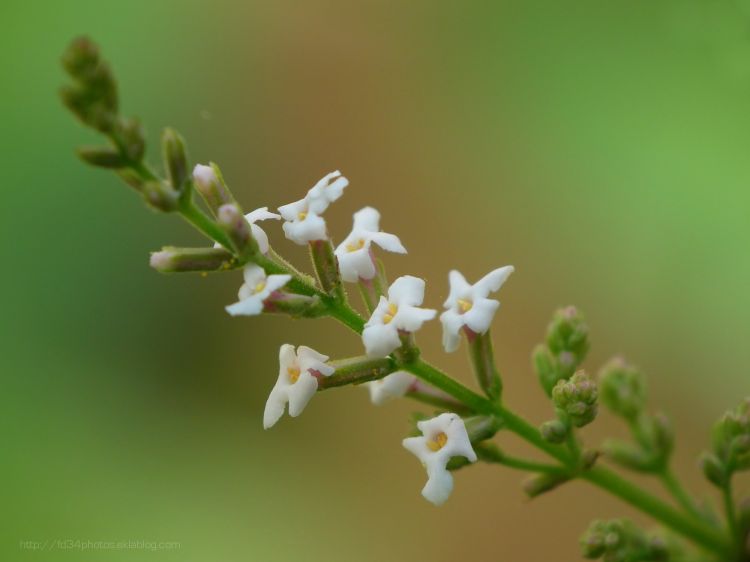 Fonds d'cran Nature Fleurs Verveine en fleur