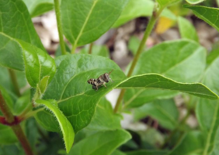 Fonds d'cran Animaux Insectes - Criquets tout petit cricket