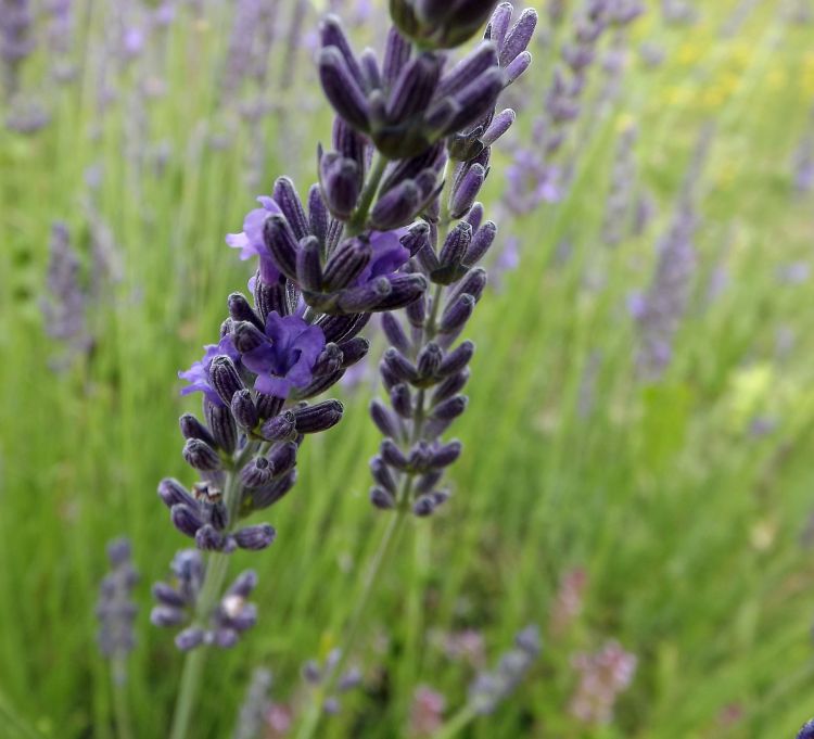 Wallpapers Nature Flowers fleurs du jardin