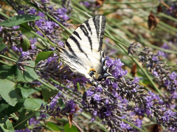 Fonds d'cran Animaux Insectes - Papillons papillons