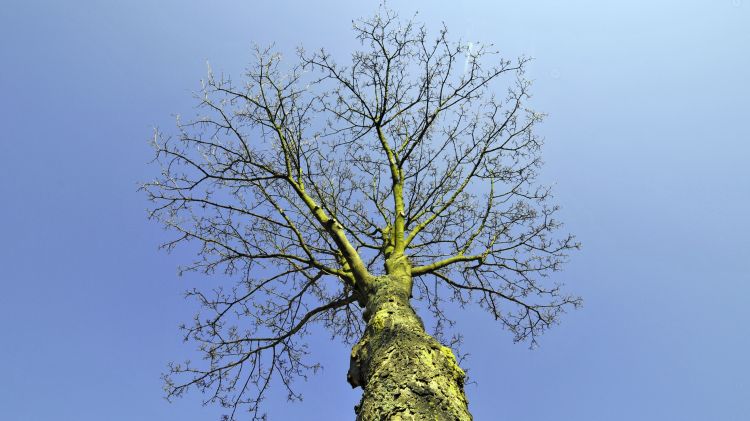 Fonds d'cran Nature Arbres - Forts Arbre solitaire