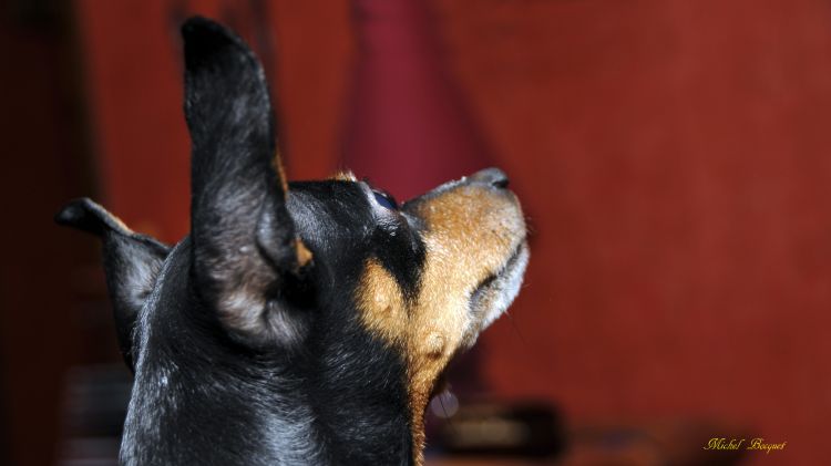 Fonds d'cran Animaux Chiens Un petit chien