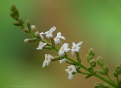  Nature Verveine en fleur