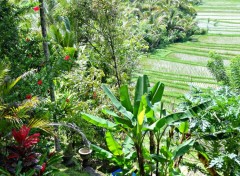  Voyages : Asie pics of bali 2