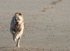  Animaux boheme sur la plage