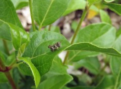  Animals tout petit cricket