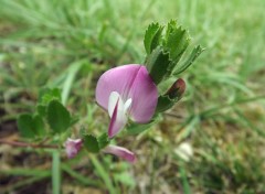  Nature fleurs du jardin