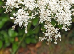  Nature fleurs du jardin