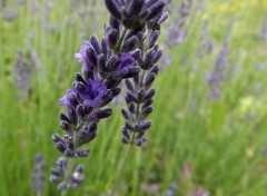  Nature fleurs du jardin