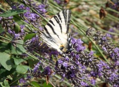  Animaux papillons