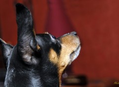  Animaux Un petit chien