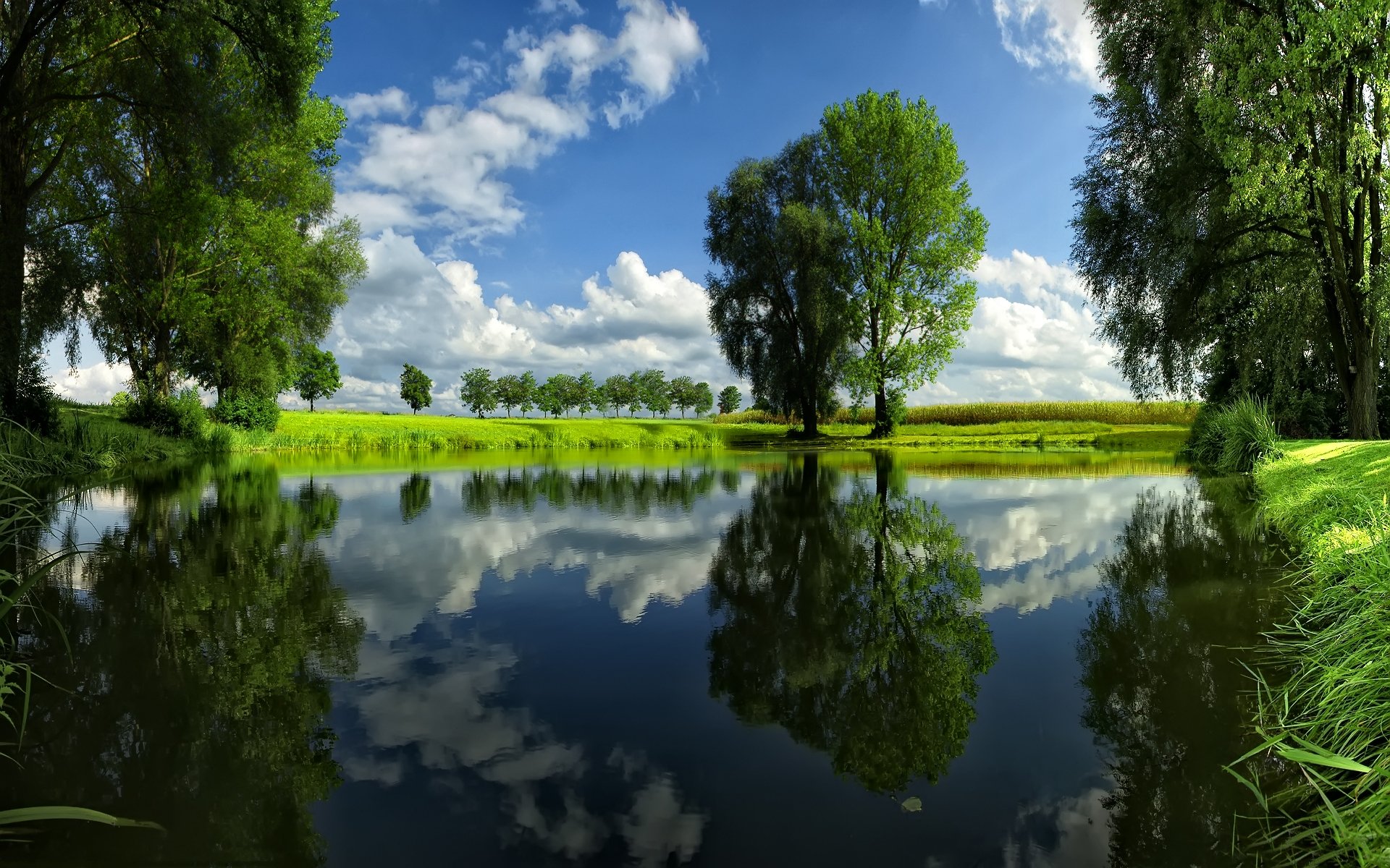 Fonds d'cran Nature Arbres - Forts 