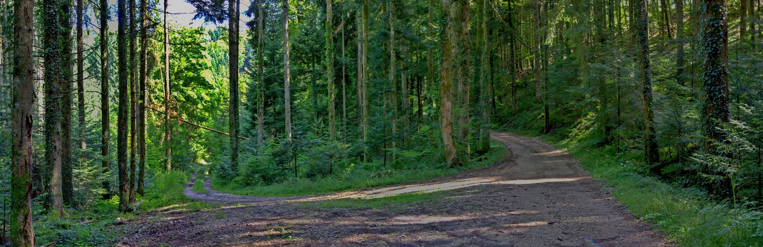 Fonds d'cran Nature Arbres - Forts balade en fort