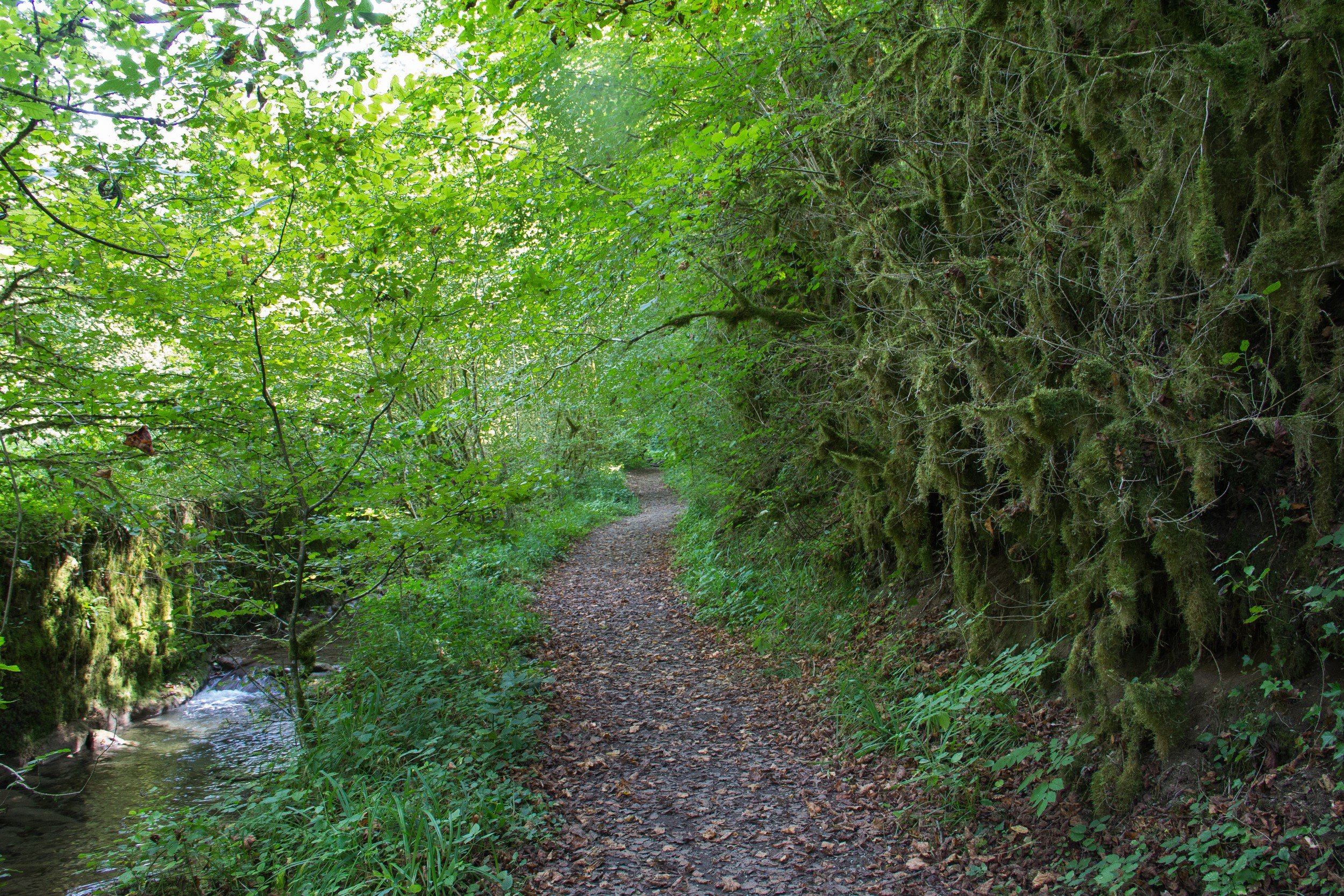 Fonds d'cran Nature Arbres - Forts forêt à farfadet .......